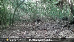 Crossarchus obscurus