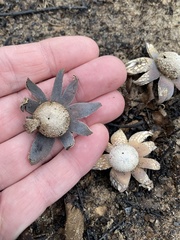 Astraeus hygrometricus