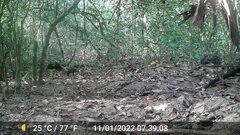 Crossarchus obscurus