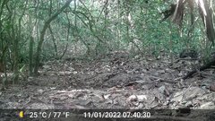 Crossarchus obscurus