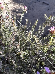 Disparago