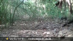 Crossarchus obscurus