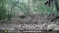 Crossarchus obscurus