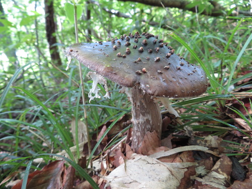 Amanita excelsa