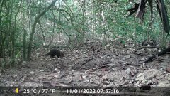 Crossarchus obscurus