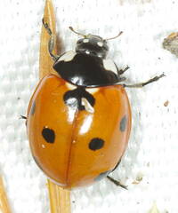 Coccinella