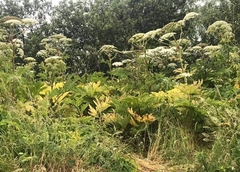 Heracleum sosnowskyi