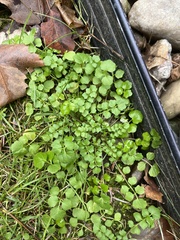 Cardamine hirsuta