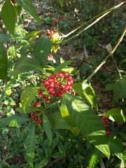 Gentianales