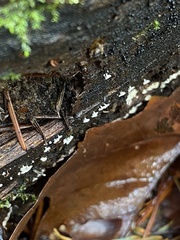 Polydesmia pruinosa