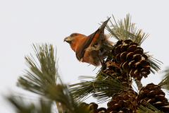 Loxia pytyopsittacus