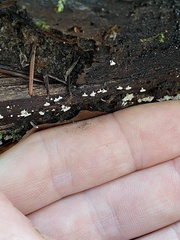 Polydesmia pruinosa