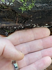 Polydesmia pruinosa