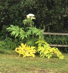 Heracleum sosnowskyi
