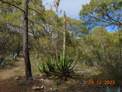 Agave gentryi