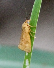 Virbia aurantiaca