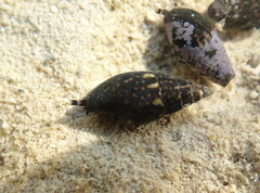Mitrella ocellata