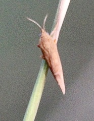 Virbia aurantiaca