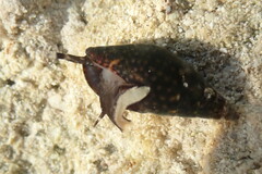 Mitrella ocellata
