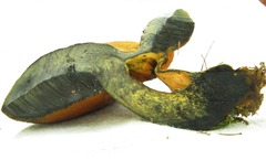 Boletus