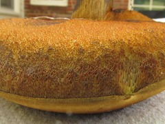 Boletus