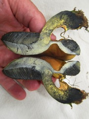 Boletus