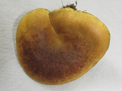 Boletus