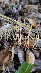 Macrotyphula juncea