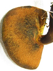 Boletus