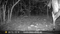 Tragelaphus scriptus