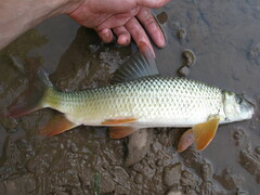 Moxostoma macrolepidotum