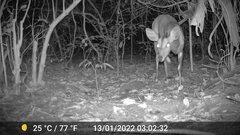 Tragelaphus scriptus