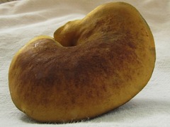Boletus