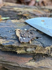 Polydesmia pruinosa