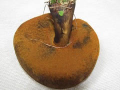 Boletus