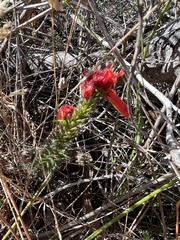 Erica cerinthoides cerinthoides