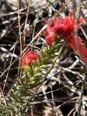 Erica cerinthoides cerinthoides