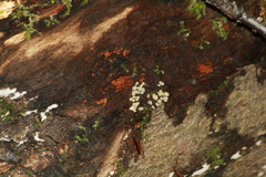 Badhamia utricularis