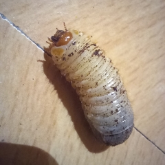 Oryctes nasicornis