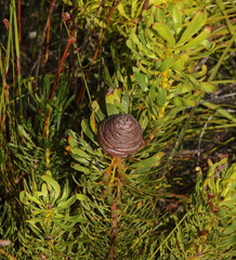 Leucadendron platyspermum