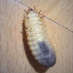 Oryctes nasicornis