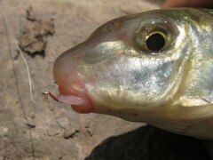 Moxostoma macrolepidotum