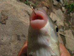 Moxostoma macrolepidotum