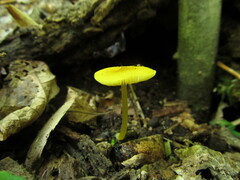 Pluteus chrysophlebius