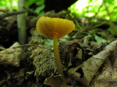 Pluteus chrysophlebius