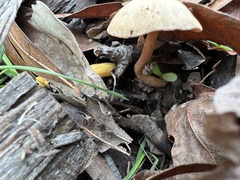 Pholiotina rugosa