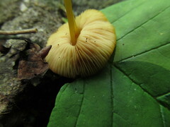 Pluteus chrysophlebius