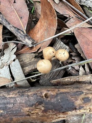 Pholiotina rugosa