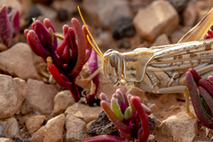 Schistocerca gregaria