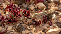 Schistocerca gregaria